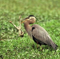 HERON.       GREAT BLUE             killed     Bull Frog.  Brazos Bend   ..jpg