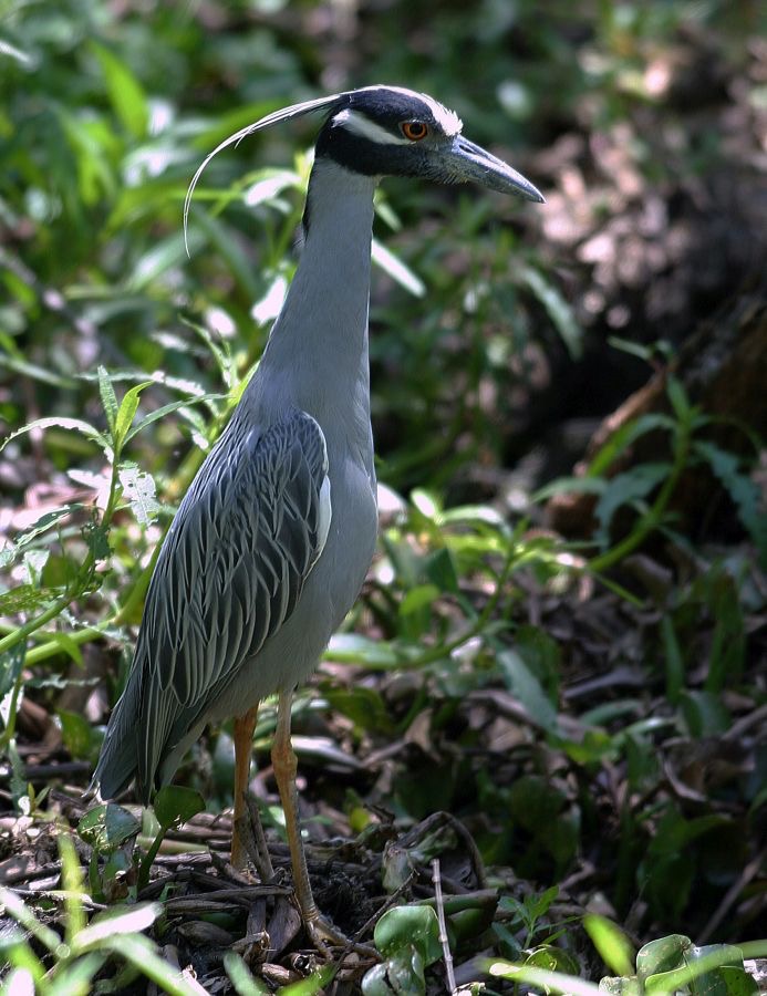 HERON. YELLOW CROWNED  NIGHT Brazos Bend..jpg