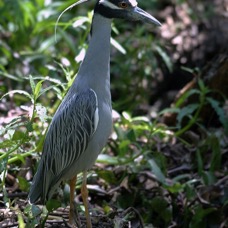 HERON. YELLOW CROWNED  NIGHT Brazos Bend..jpg