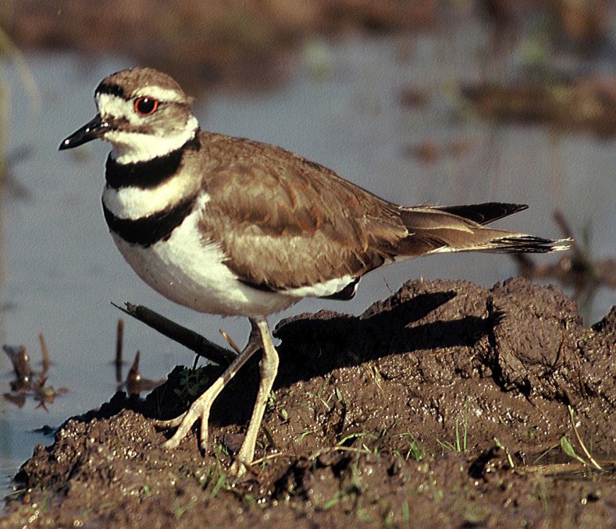 KILLDEER.   Anahuac..jpg