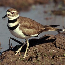 KILLDEER.   Anahuac..jpg