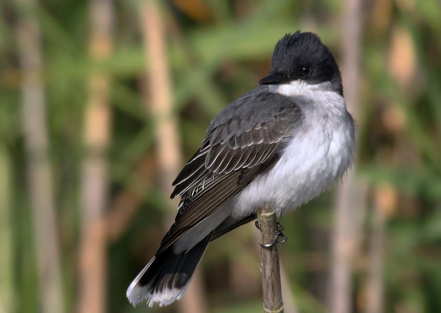 KINGBIRD EASTERN           High.  Island..jpg