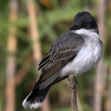 KINGBIRD EASTERN           High.  Island..jpg
