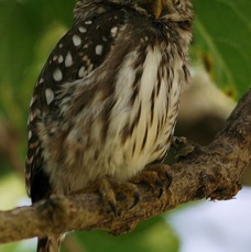 OWL. FERRUGINOUS   PYGMY (1) Ranch. El Canelo.JPG
