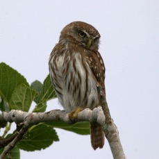OWL. FERRUGINOUS  PYGMY (2) Ranch. El Canelo.jpg