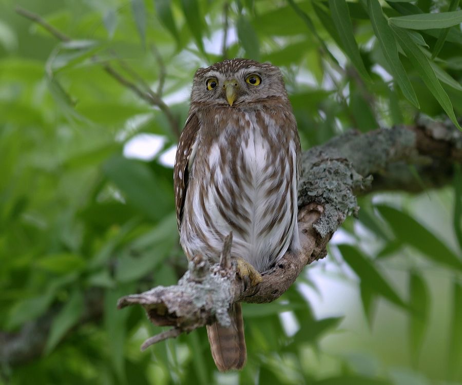 OWL. FERRUGINOUS  PYGMY (3) Ranch. El Canelo.jpg