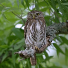 OWL. FERRUGINOUS  PYGMY (3) Ranch. El Canelo.jpg
