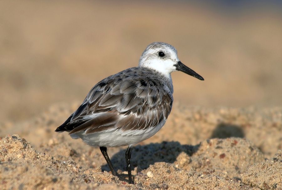 SANDERLING.     non breeding.     Bolivar. Flats..jpg