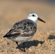SANDERLING.     non breeding.     Bolivar. Flats..jpg