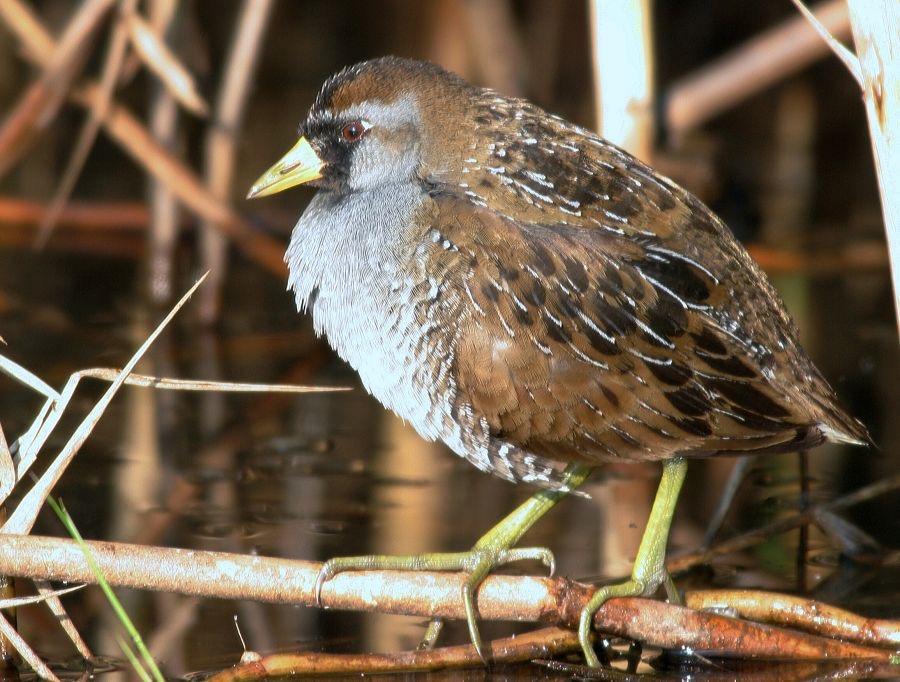 SORA- RAIL  male  breeding plumage High.Island..jpg