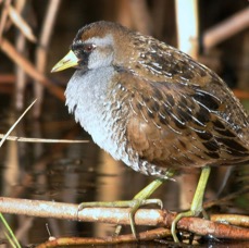 SORA- RAIL  male  breeding plumage High.Island..jpg