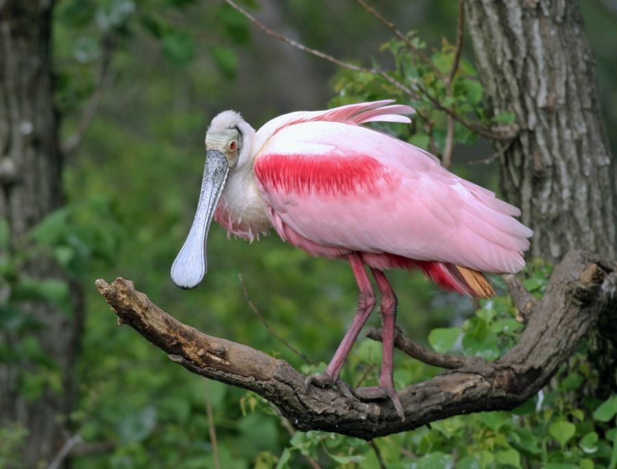 SPOONBILL  ROSEATE,        High Island.JPG