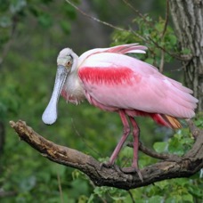 SPOONBILL  ROSEATE,        High Island.JPG