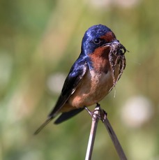 SWALLOW   BARNcollecting nest material.   Anahuac..jpg