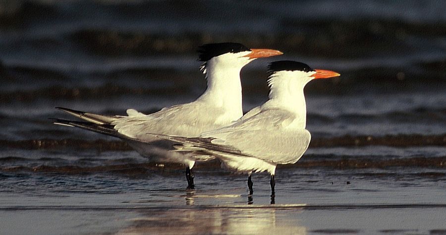 TERNS. ROYAL   Bolivar  Flats..jpg