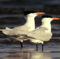 TERNS. ROYAL   Bolivar  Flats..jpg