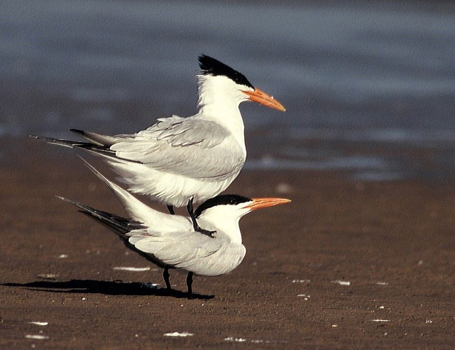 TERNS. ROYAL  mating            Bolivar. Flats..jpg