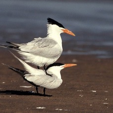 TERNS. ROYAL  mating            Bolivar. Flats..jpg