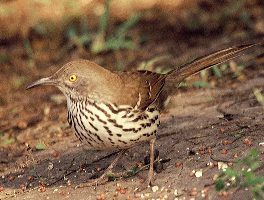 THRASHER.  LONG BILLED   Bentsen 2000.jpg