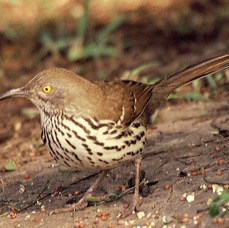 THRASHER.  LONG BILLED   Bentsen 2000.jpg