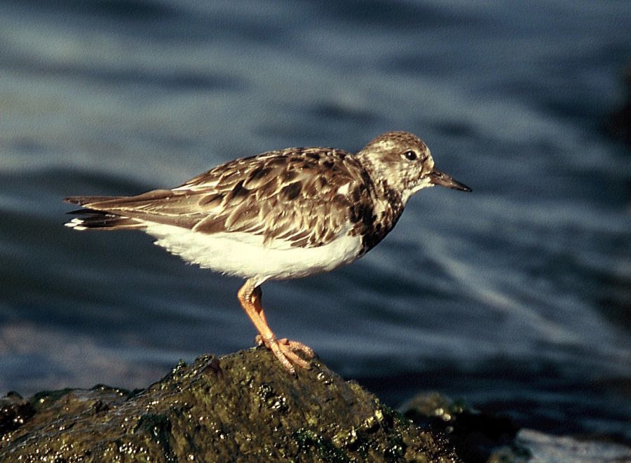 TURNSTONE. RUDDY   non breeding   Rockport..jpg