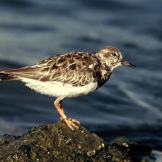 TURNSTONE. RUDDY   non breeding   Rockport..jpg