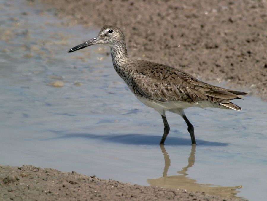 WILLET.      Laguna  Atascosa.JPG