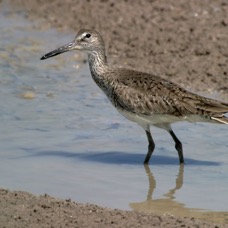 WILLET.      Laguna  Atascosa.JPG