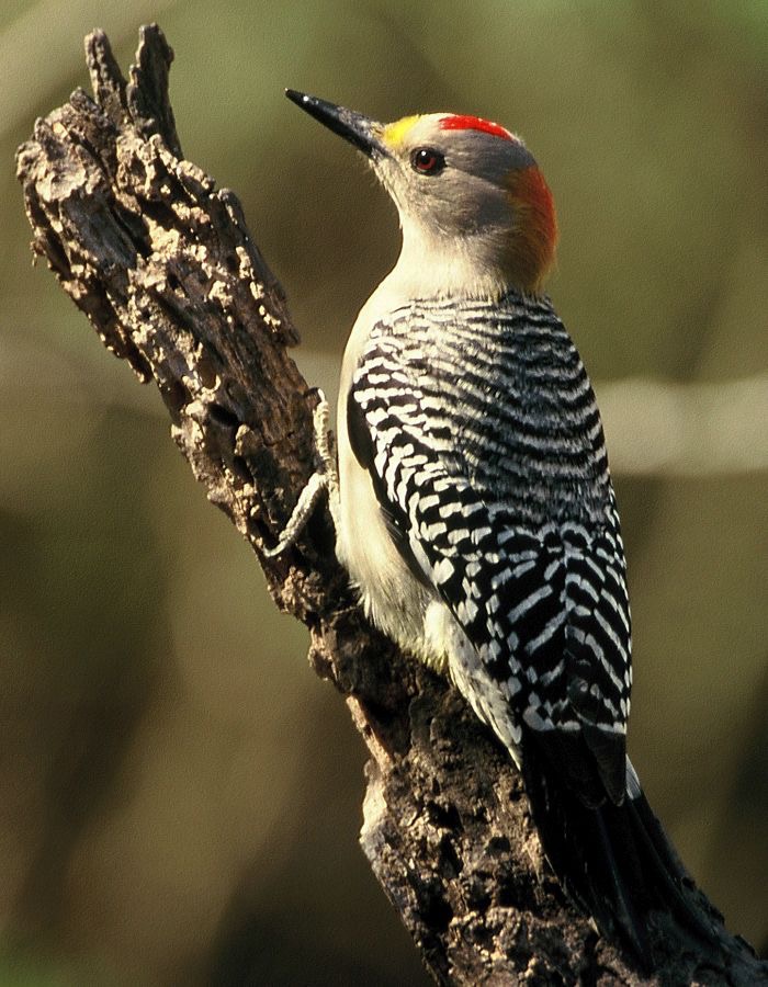 WOODPECKER. GOLDEN FRONTED male     Bentsen 2000.jpg