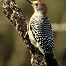 WOODPECKER. GOLDEN FRONTED male     Bentsen 2000.jpg