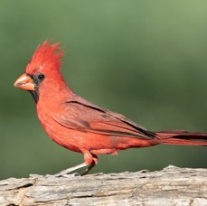CARDINAL  NORTHERN    male.jpg