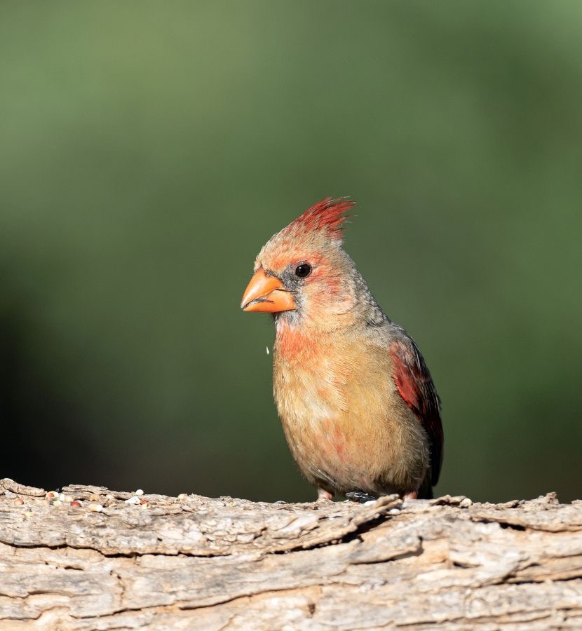 CARDINAL  NORTHERN  female.jpg