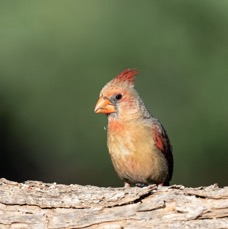 CARDINAL  NORTHERN  female.jpg
