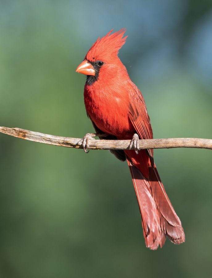 CARDINAL  NORTHERN  male.jpg