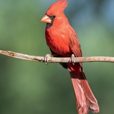 CARDINAL  NORTHERN  male.jpg