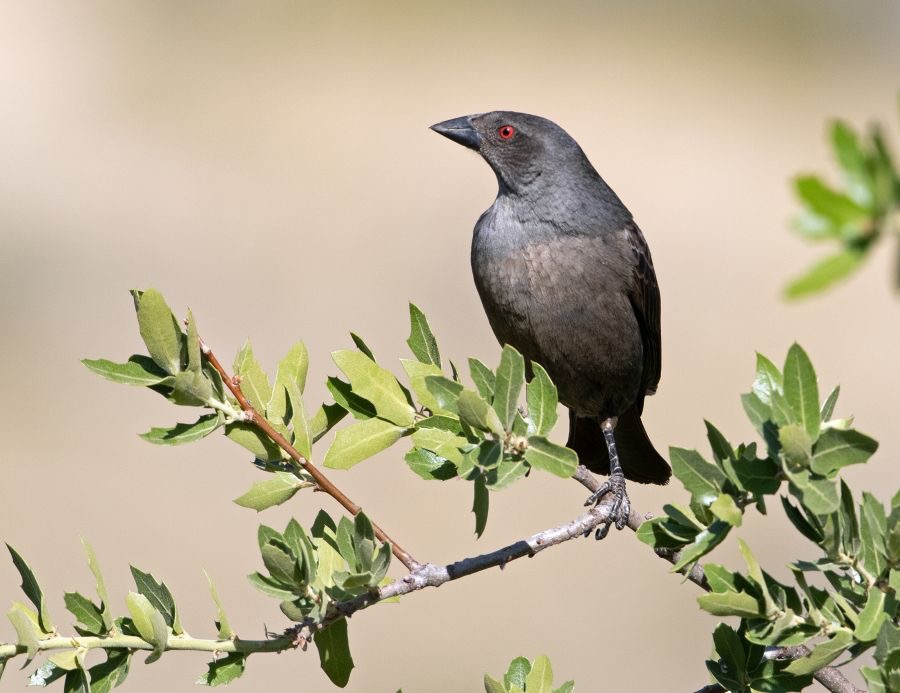 COWBIRD    BRONZED  female.jpg
