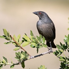 COWBIRD    BRONZED  female.jpg