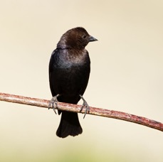 COWBIRD   BROWN   HEADED  male.jpg