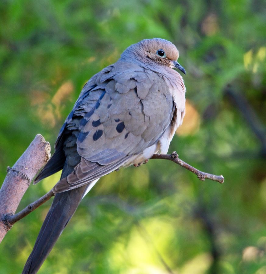 DOVE   MOURNING.jpg