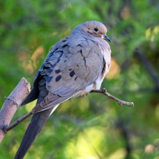 DOVE   MOURNING.jpg