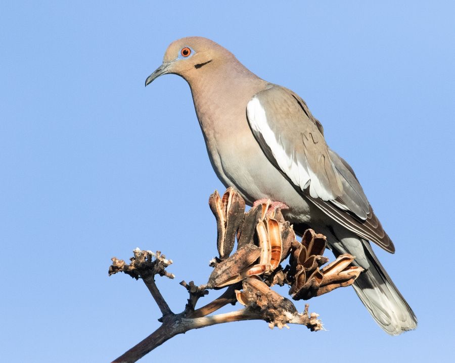 DOVE  WHITE WINGED.jpg