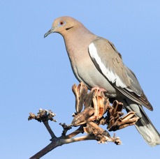 DOVE  WHITE WINGED.jpg