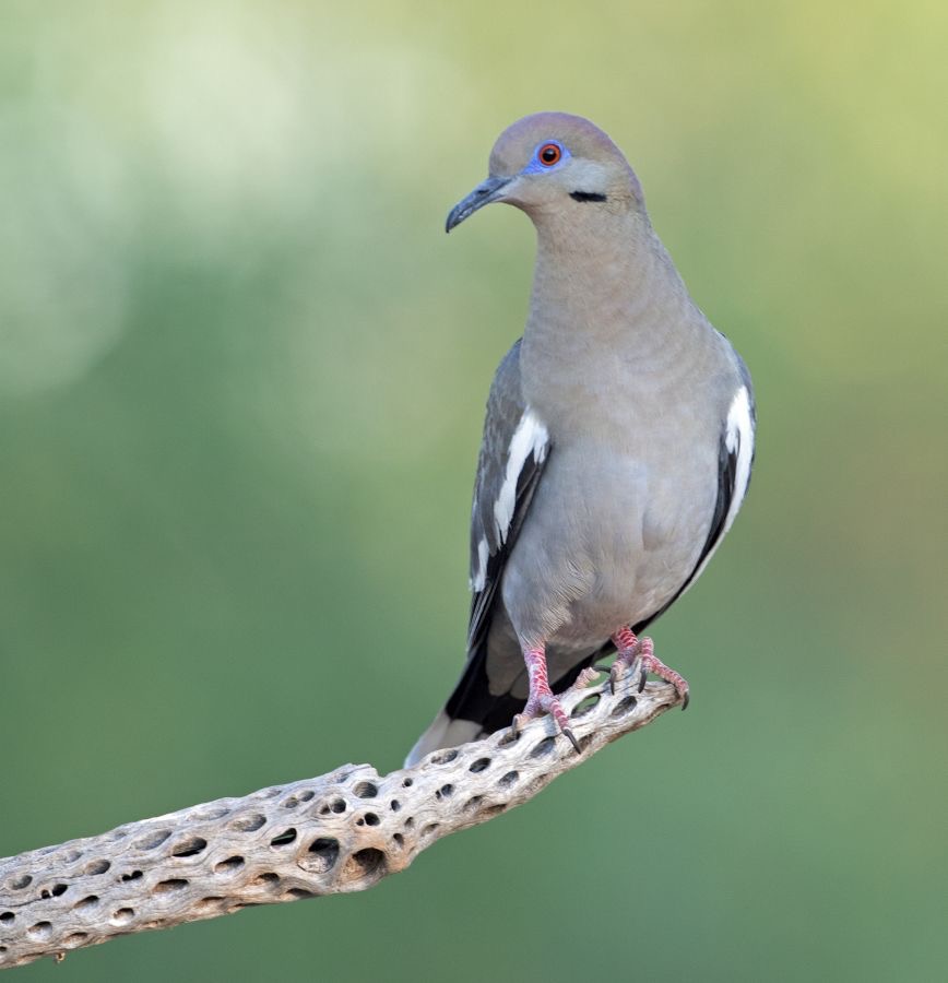 DOVE.          WHITE WINGED.jpg
