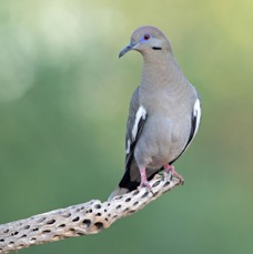 DOVE.          WHITE WINGED.jpg