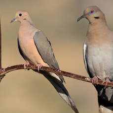 DOVES.    MOURNING & WHITE WINGED.jpg