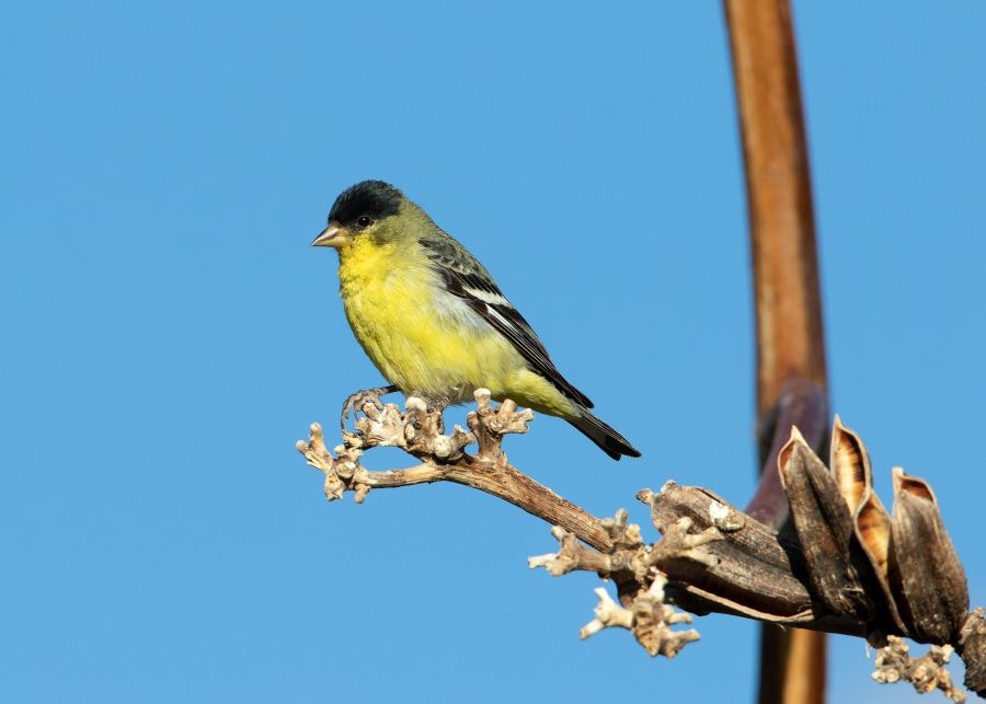 FINCH            GOLD   LESSER male.jpg