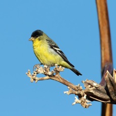 FINCH            GOLD   LESSER male.jpg
