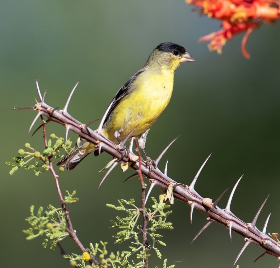 FINCH.           GOLD   LESSER male..jpg