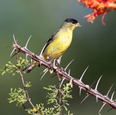 FINCH.           GOLD   LESSER male..jpg