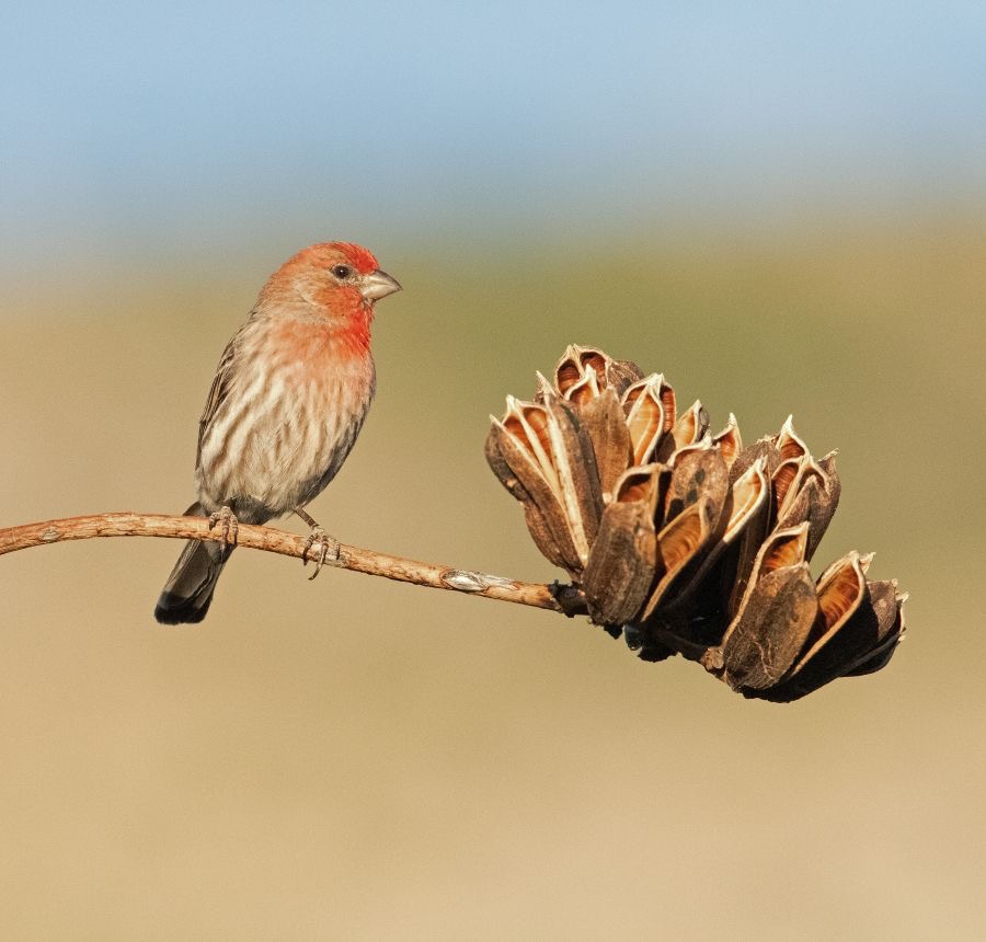 FINCH.         HOUSE   male.jpg